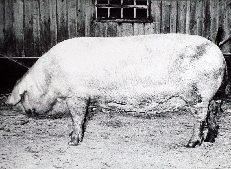 Kulla 89