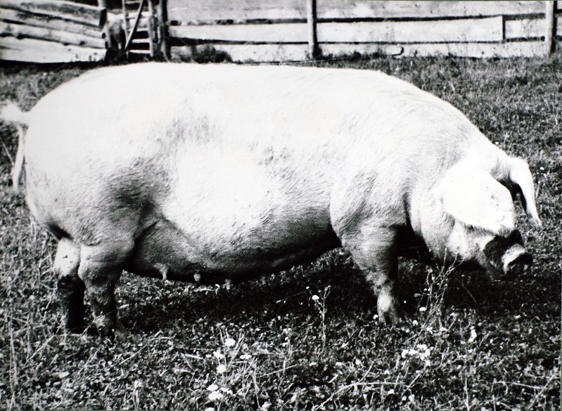 Malli 1516, ESV-1850