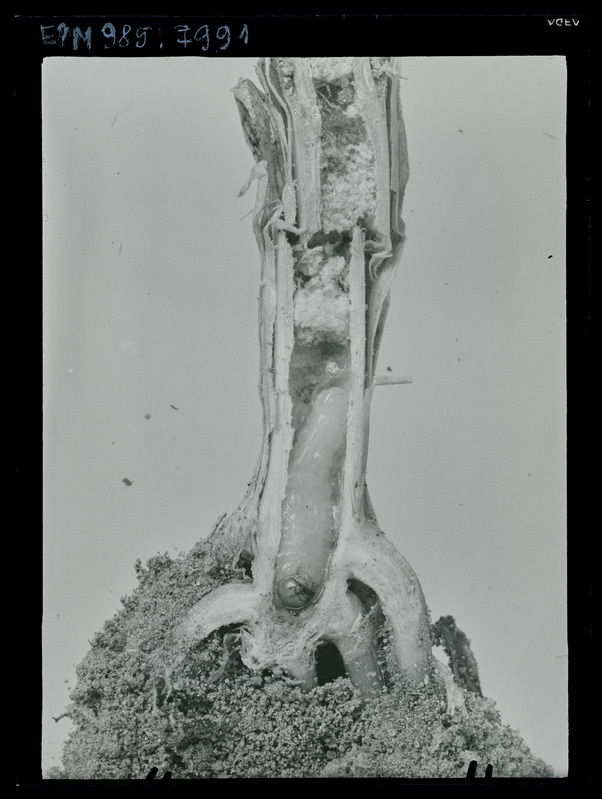 Cephus pygmaeus ebaröövikud