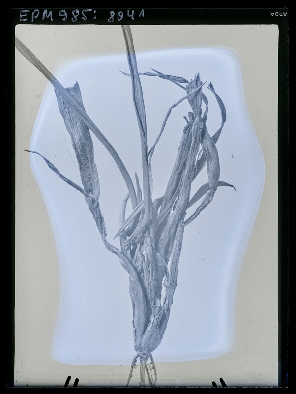 Oscinella frit - vigastuse tagajärjel kõdunenud rukis