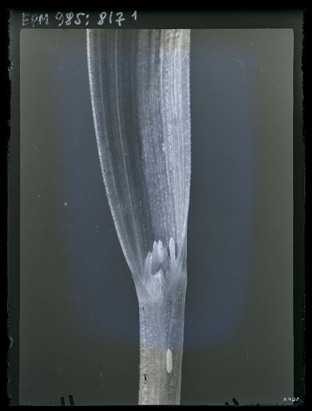 Oscinella frit munad kaeral