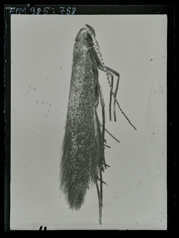 Coleophora imago
