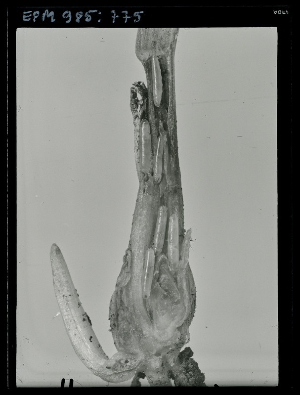 Oscinella frit, tõugud orasel
