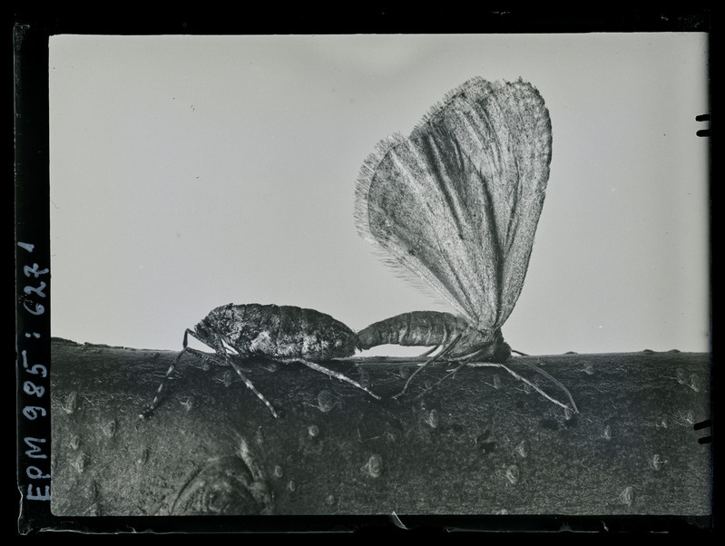 Cheimatobia brumata in capula