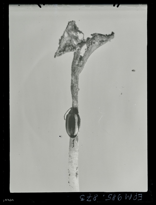 Phyllotreta undulata ja hävitatud kaalika tõuse