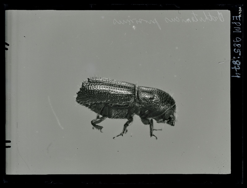 Orthotomicus proximus