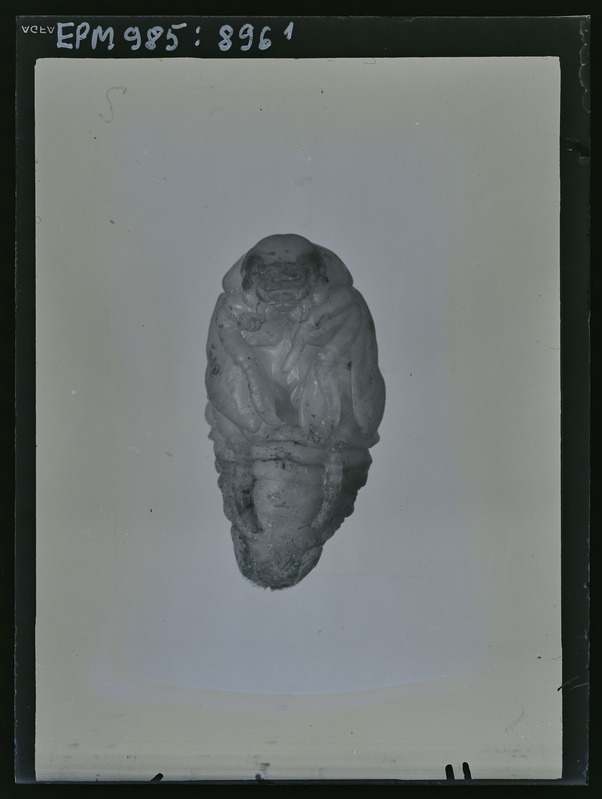 Phyllopertha horticola L. (Aedpõrnikas) nukk