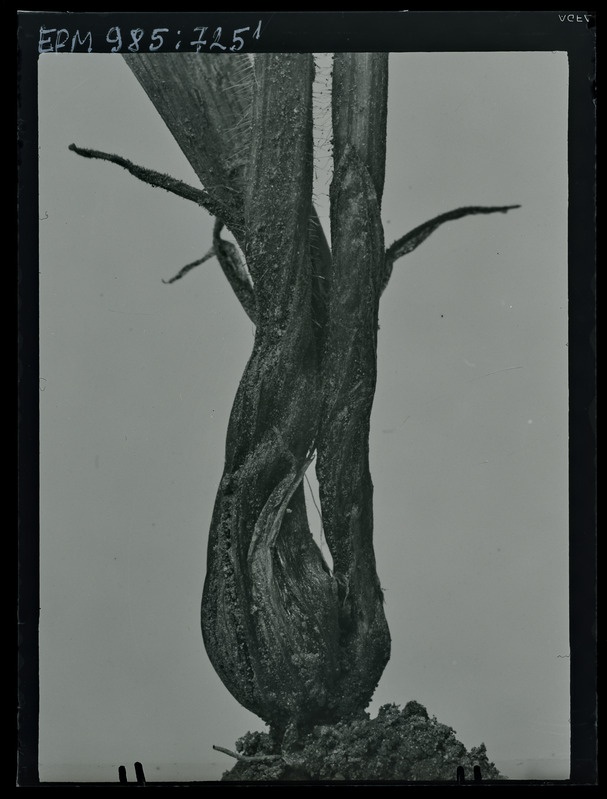 Oscinis frit tõugud ja kahjustus