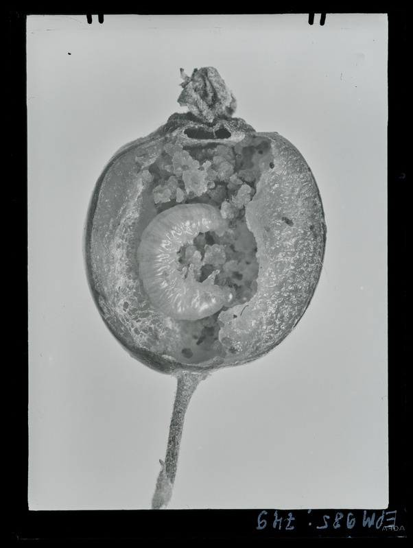 Pachynematus pumilio tõuk