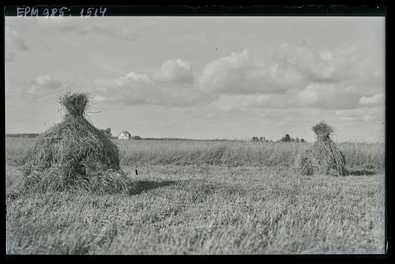 Rukkilõikus