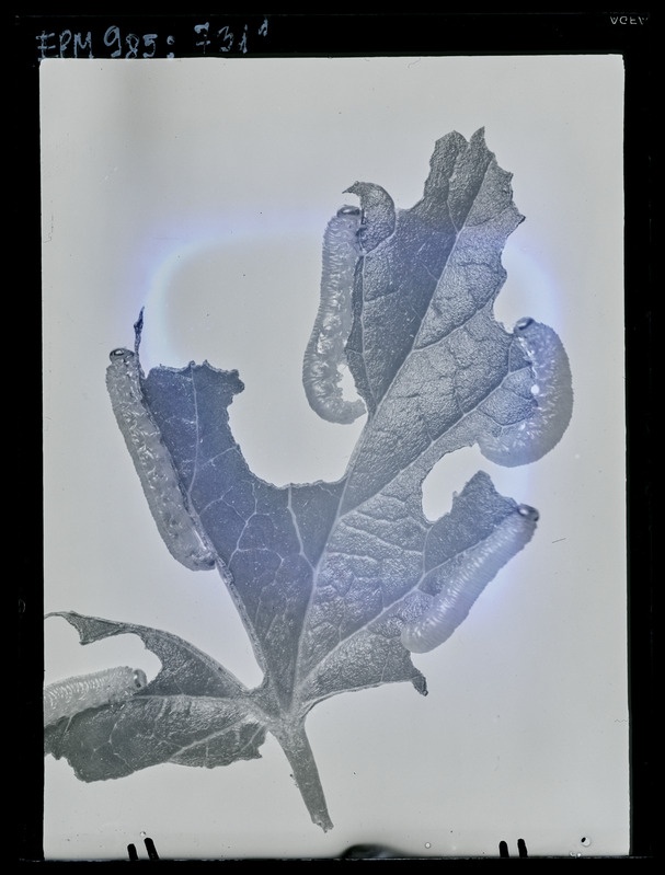 Pristiphora pallipes ebaröövikud karusmarjal
