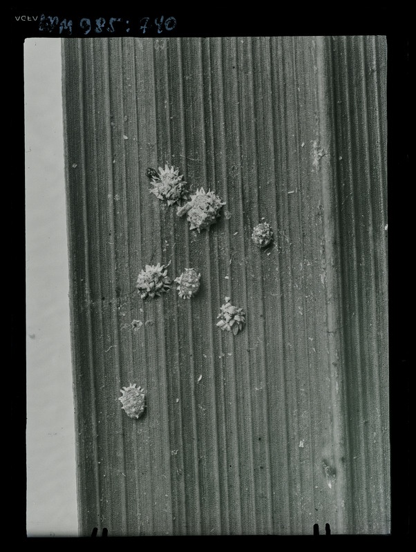 Pseudococcus nipae palmil