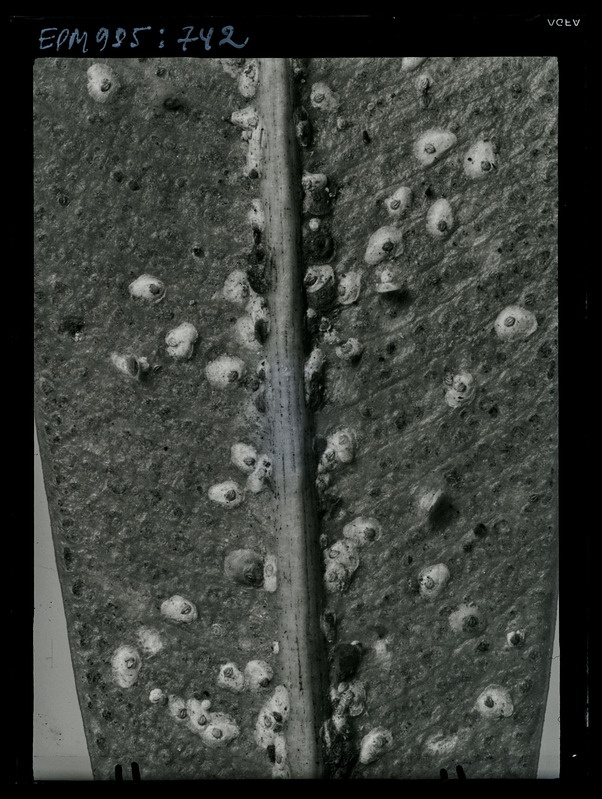 Aspidiotus hederae oleandril