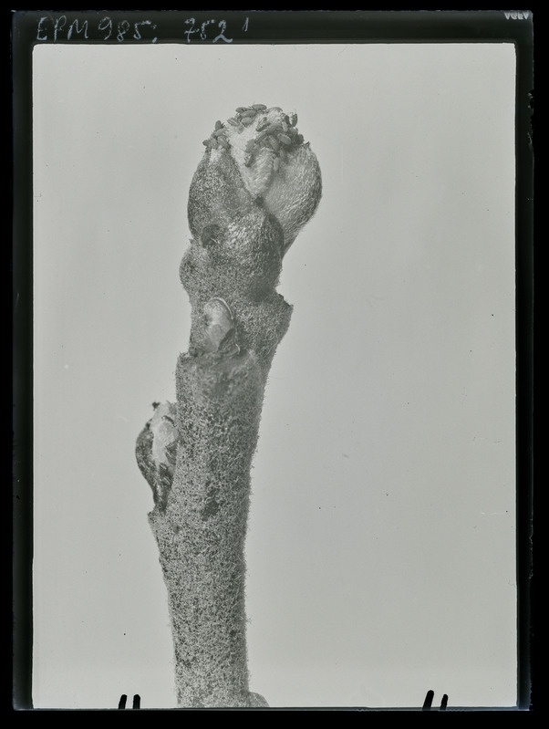 Aphis pomi