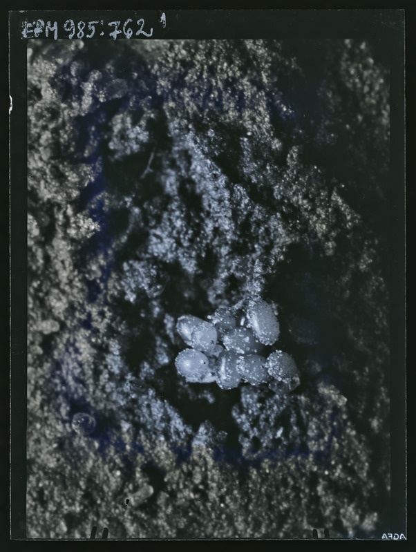 Phyllobius piri munad