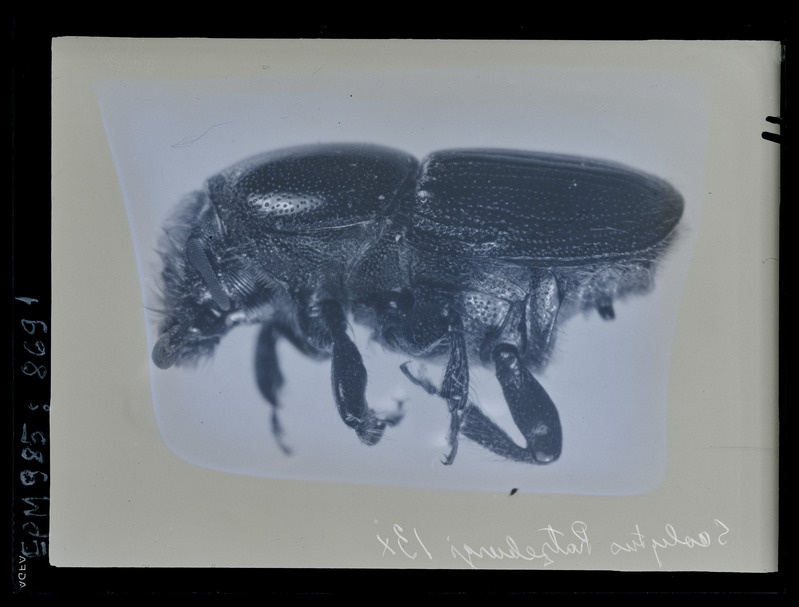 Scolytus ratzeburgi
