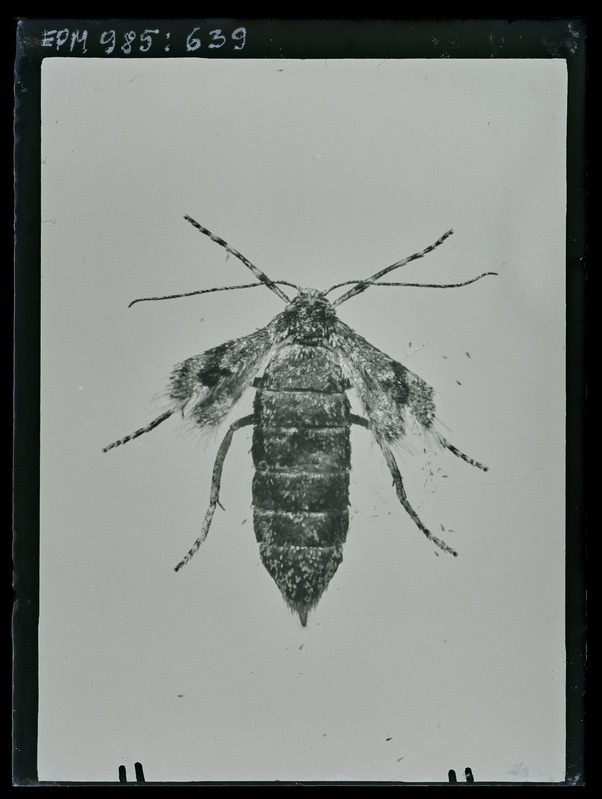 Cheimatobia boreata (emane)