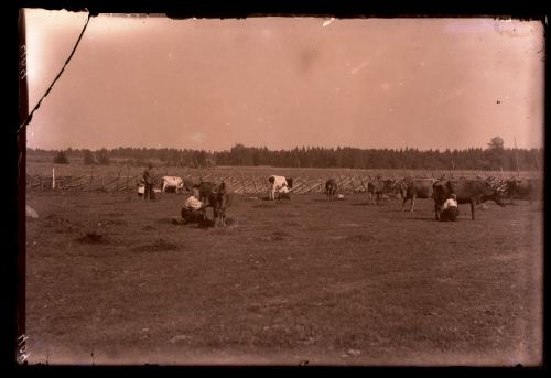 Punast tõugu lehmad karjamaal