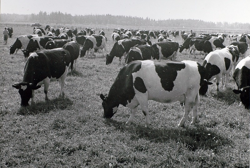 Vändra Katsejaama piimakari karjamaal