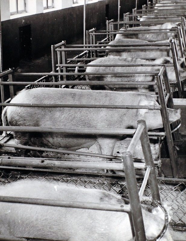 J.Gagarini nim. NST emised sigalas