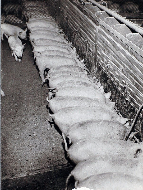 J.Gagarini nim. NST sigala sisevaade