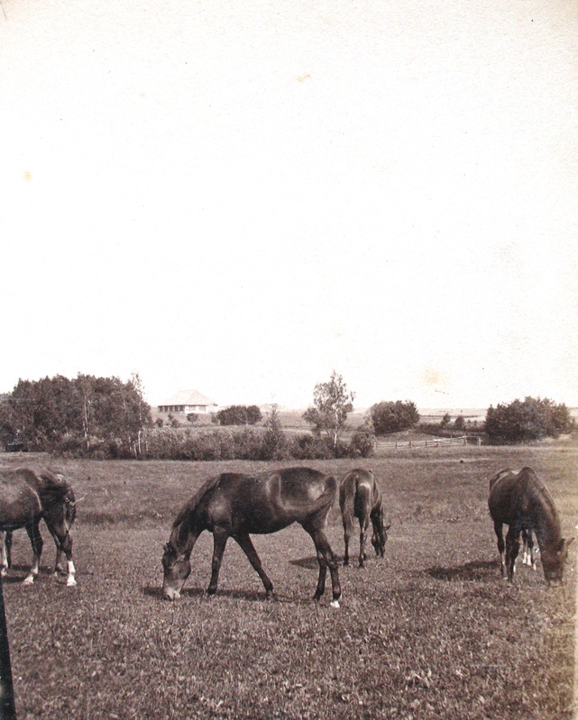 Hobused koplis