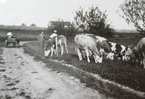 Vaade Križevci põllutöökooli karjale