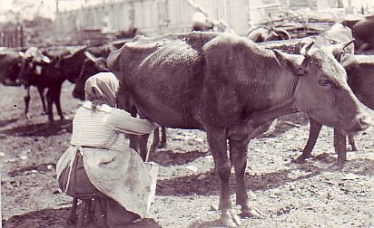 Lüpsmine karjaõues 1910-ndad