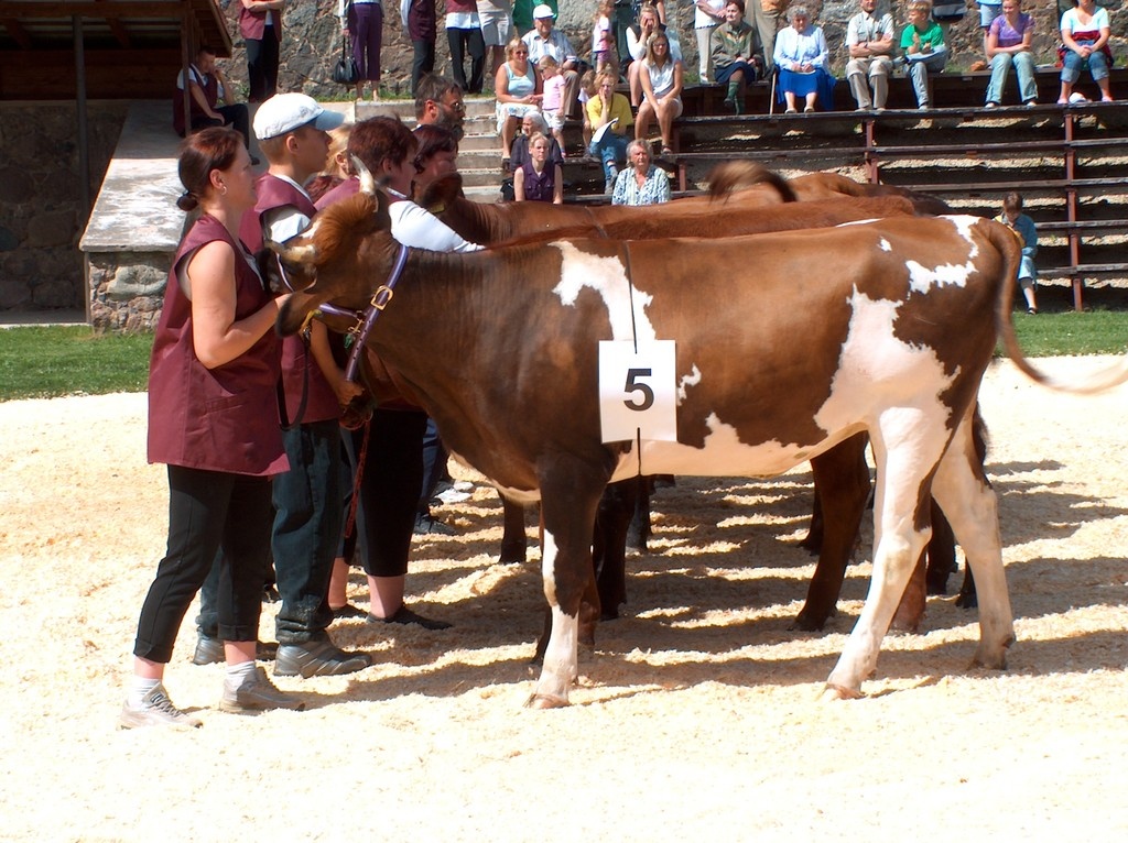 Viss 2005. Sallasto OÜ lehmik LIILU