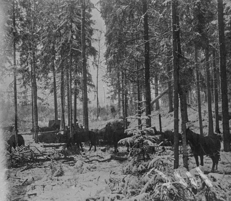8. Eesti Laskurkorpus. Väeosa hobused metsas laagris