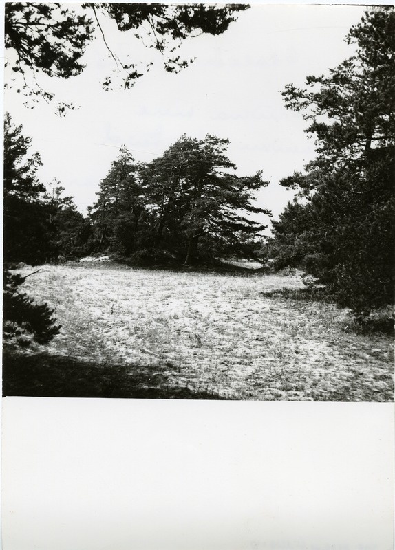 Odalätsi luited
