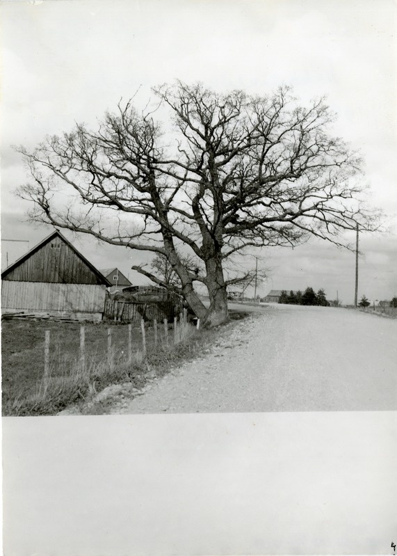 Jaani tamm Metskülas