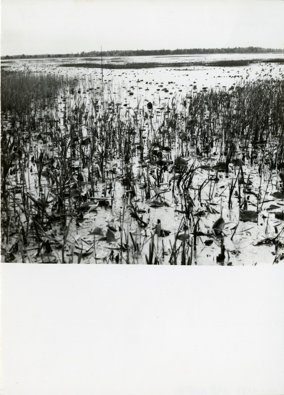 Koigi raba Suurjärv