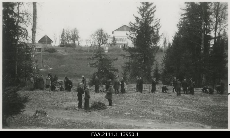 Tõrva gümnaasiumi poisid puid istutamas