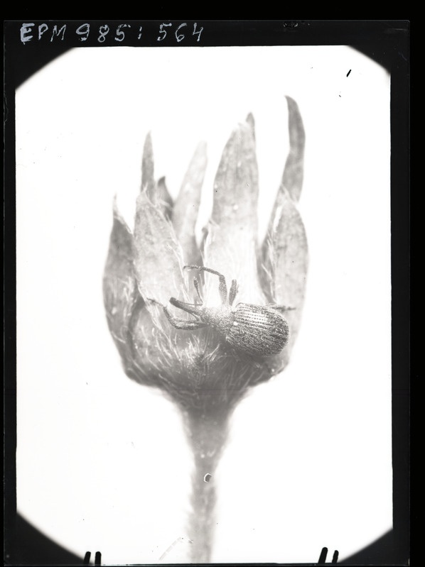 Anthonomus rubi munemas