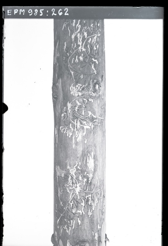 Pityogenes chalcographus (harilik võraürask)