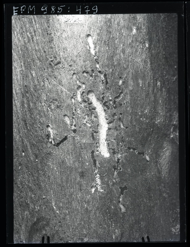 Xylechinus pilosus