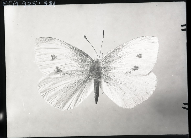 Pieris rapae (väike-kapsaliblikas) valmik