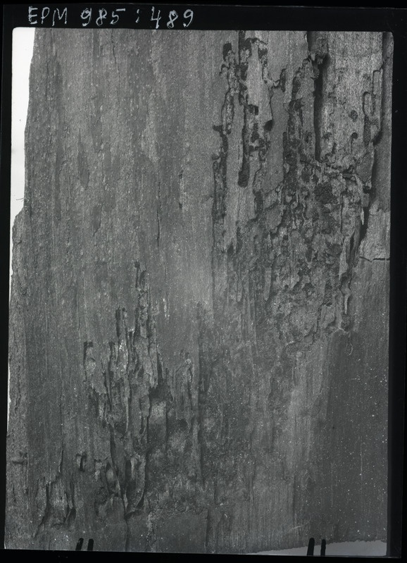 Trypophloeus bispinulus