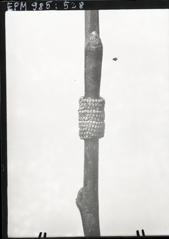 Malacosoma neustria munad