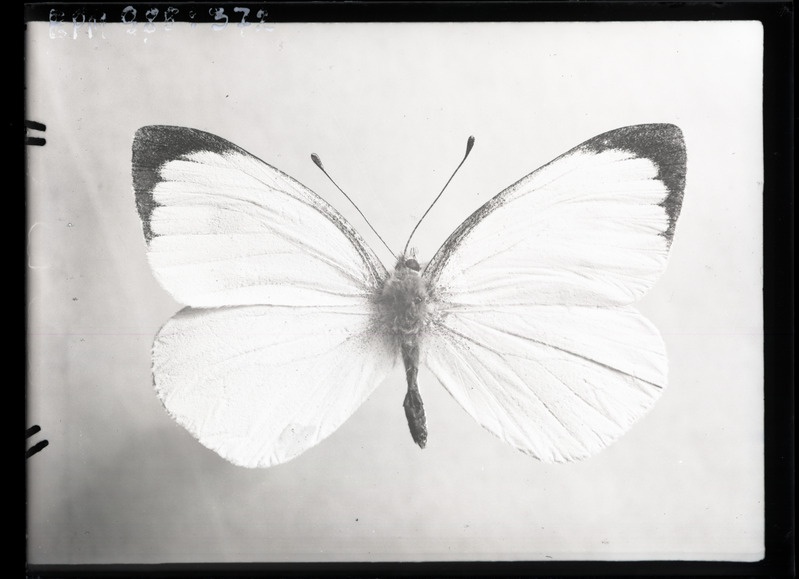 Pieris brassicae (suur-kapsaliblikas) isane valmik