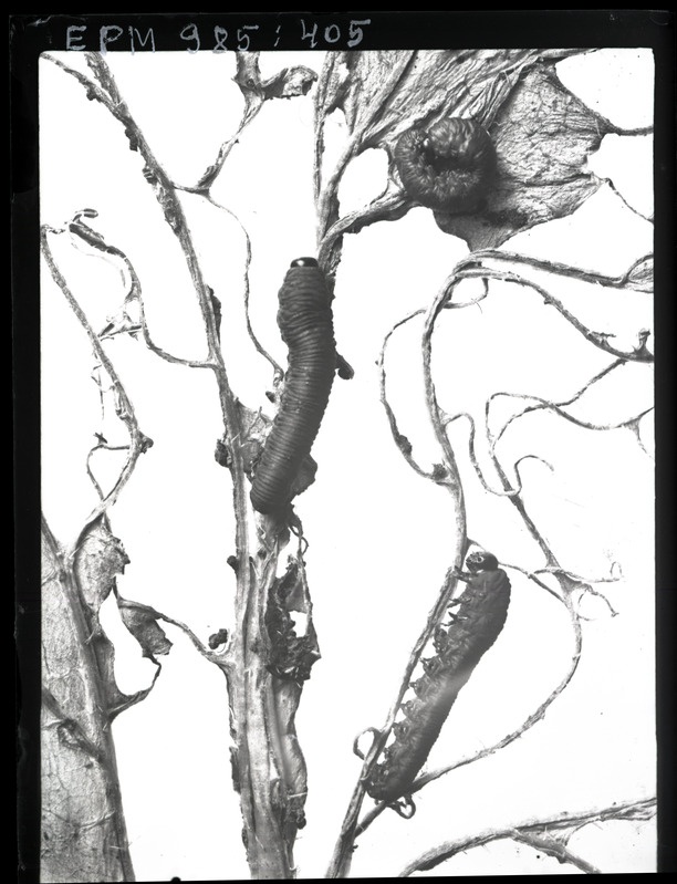 Athalia spinarum (naerivaablane) söödanaeril