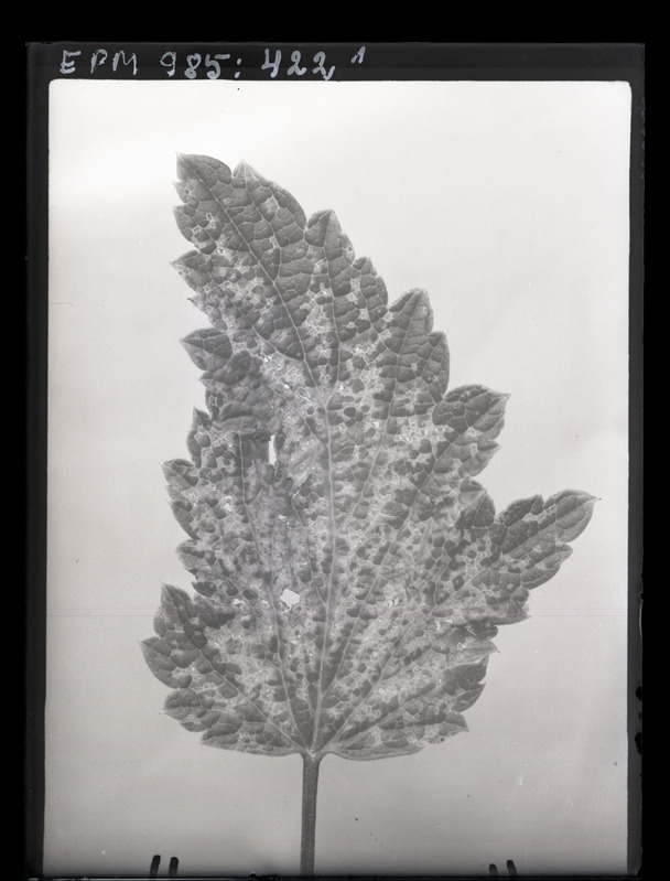 Lygus sp. kahjustus punasel sõstral