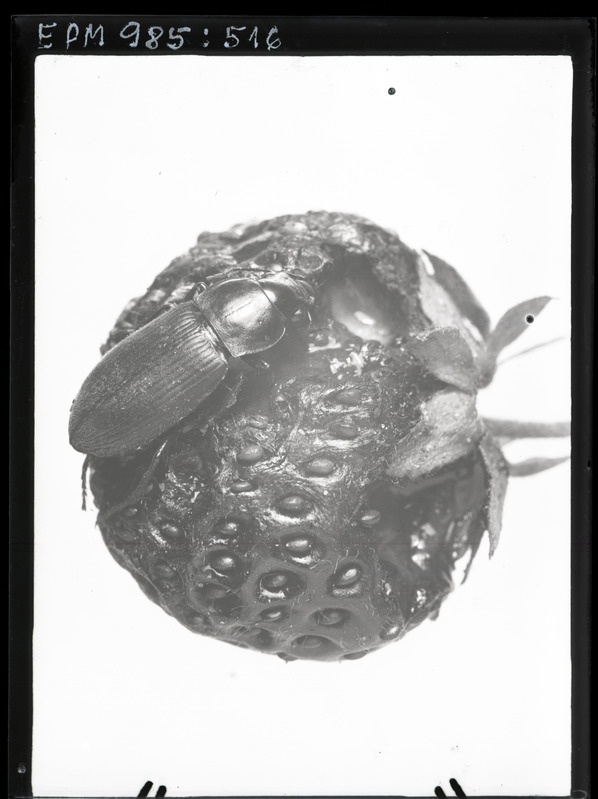 Pesudoophonus pubescens