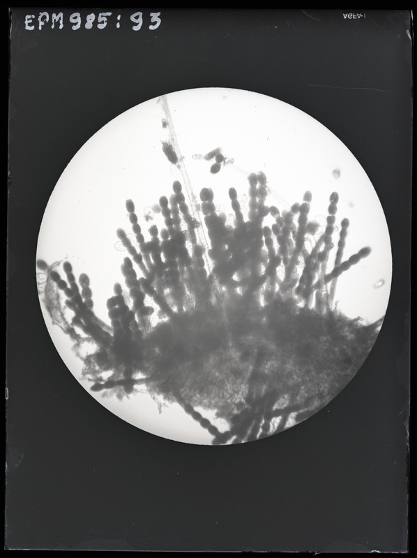 Sphaerotheca mors-uvae (karusmarja-jahukaste) koniidid