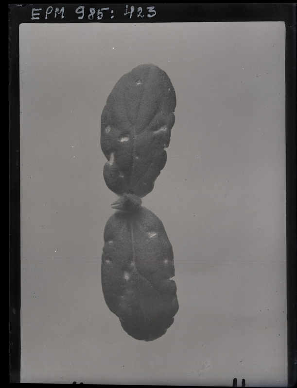 Sminthurus sp. kahjustus kurgil