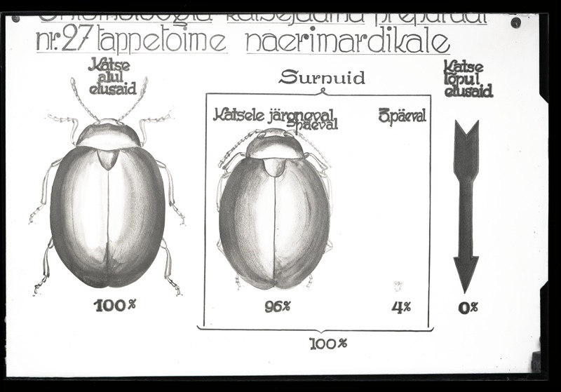 Phaedon cochleariae (naerimardikas)