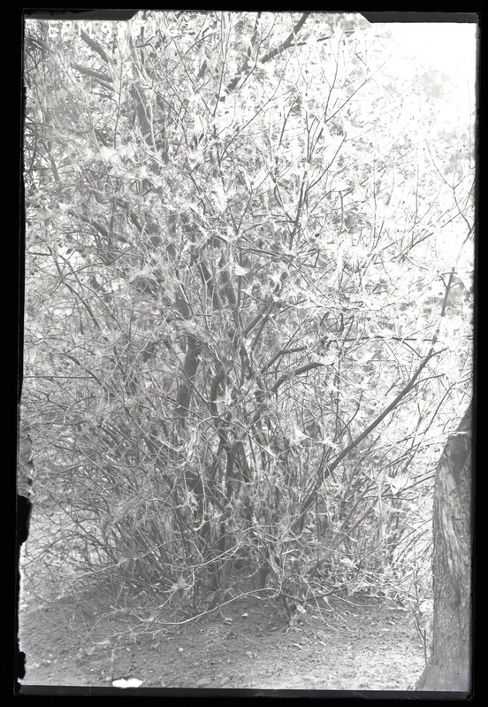 Yponomeuta (võrgendikoi) Euonymus europaeus'e (harilik kikkapuu) peal