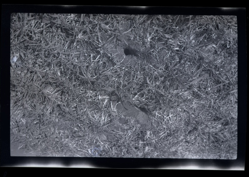 Microtus arvalis'e käiguava orasepõllul