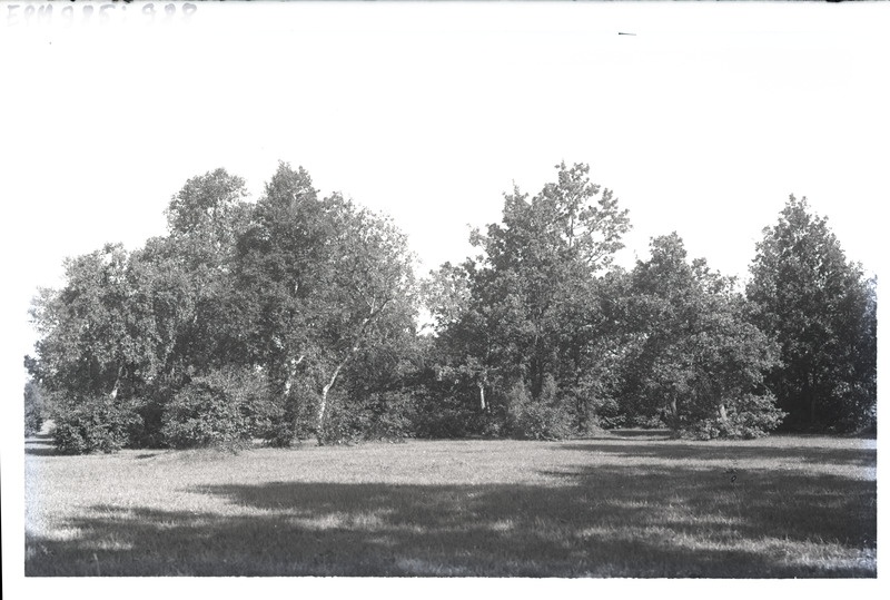 Kulli küla puisniit